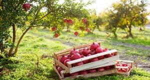 پیش‌بینی برداشت بیش از ۱۳هزار تن انار در باغ ملک