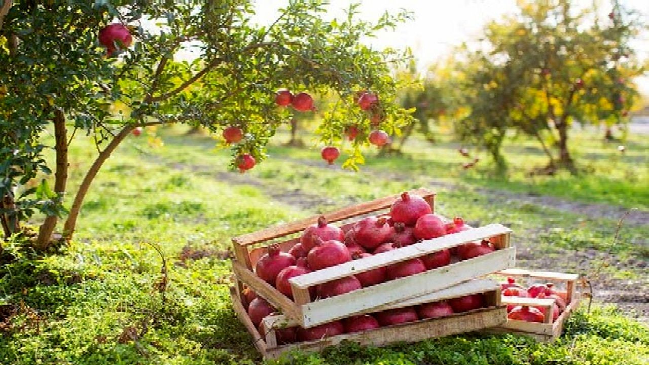 پیش‌بینی برداشت بیش از ۱۳هزار تن انار در باغ ملک