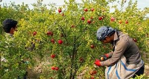 آغاز برداشت ۴۲۰۰ تن انار در استان کرمانشاه