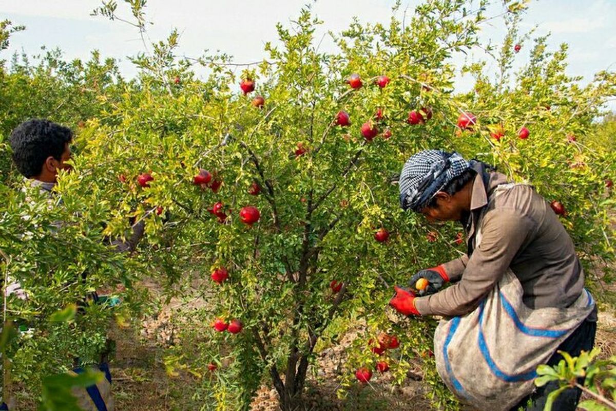 آغاز برداشت ۴۲۰۰ تن انار در استان کرمانشاه