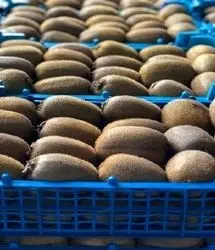 صادرات ۵۰ هزار تنی کیوی در سال جاری از استان گیلان