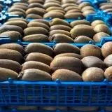 صادرات ۵۰ هزار تنی کیوی در سال جاری از استان گیلان