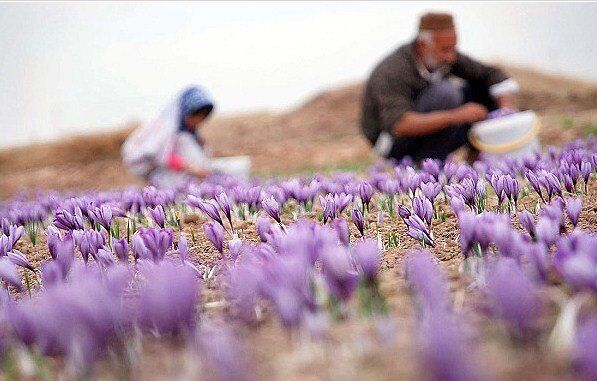 تولید ۳ تن زعفران در استان آذربایجان‌شرقی