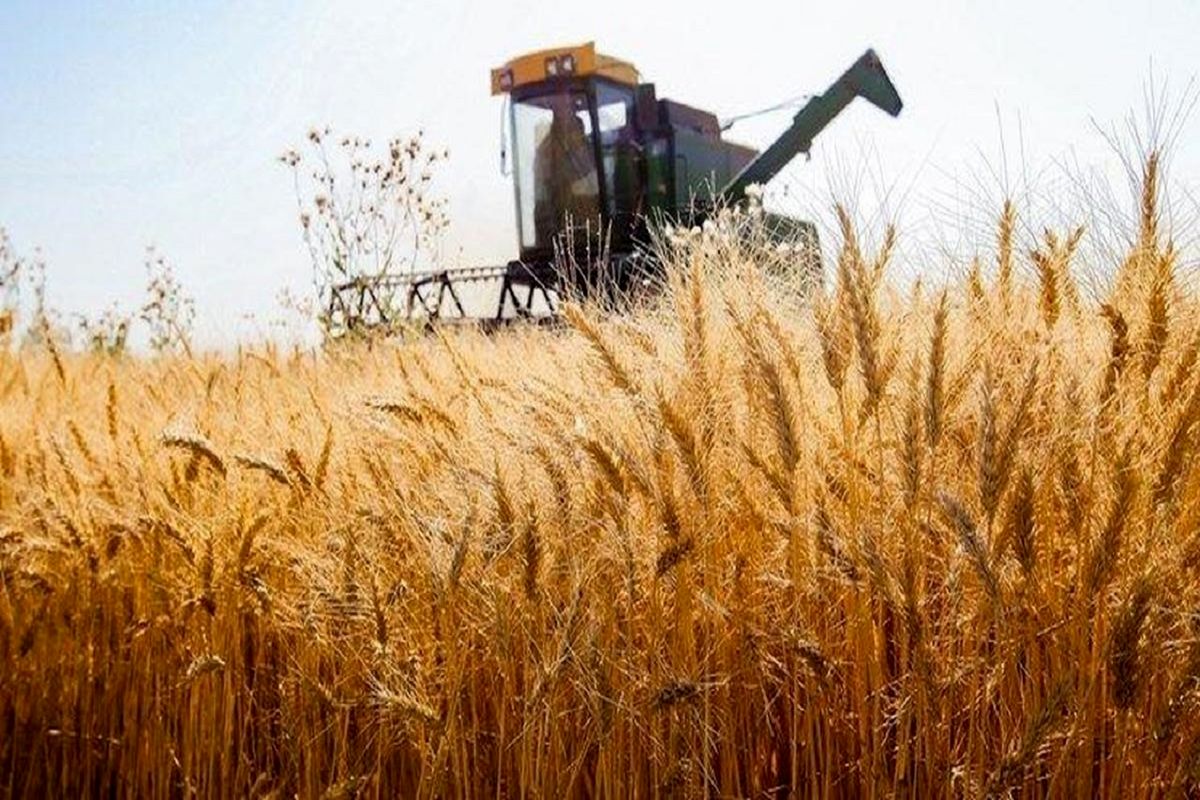 ۷۱ درصد از مطالبات گندم کاران استان لرستان پرداخت شد