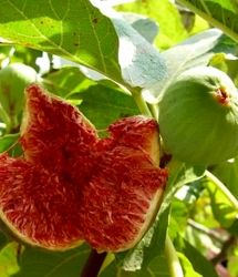 آغاز برداشت انجیر از باغات حاشیه رود ارس
