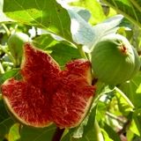 آغاز برداشت انجیر از باغات حاشیه رود ارس