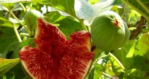 آغاز برداشت انجیر از باغات حاشیه رود ارس