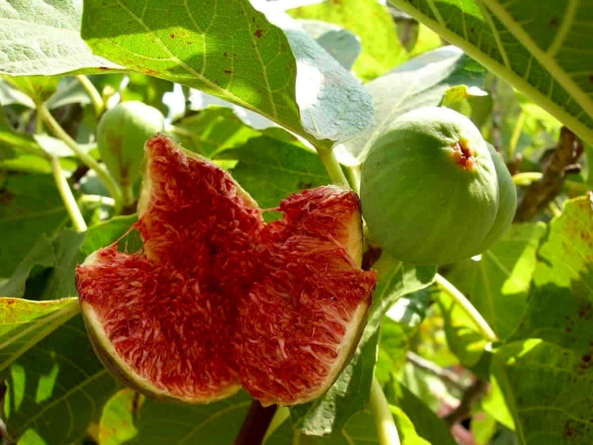 آغاز برداشت انجیر از باغات حاشیه رود ارس