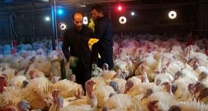 اضافه شدن گوشت بوقلمون به طرح کالابرگ الکترونیکی 