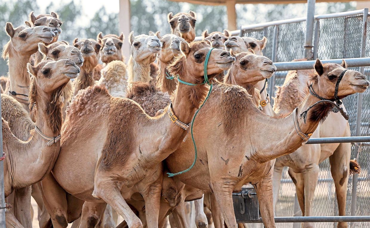 عرضه سالانه ۵ هزار تن گوشت شتر در بازار داخلی