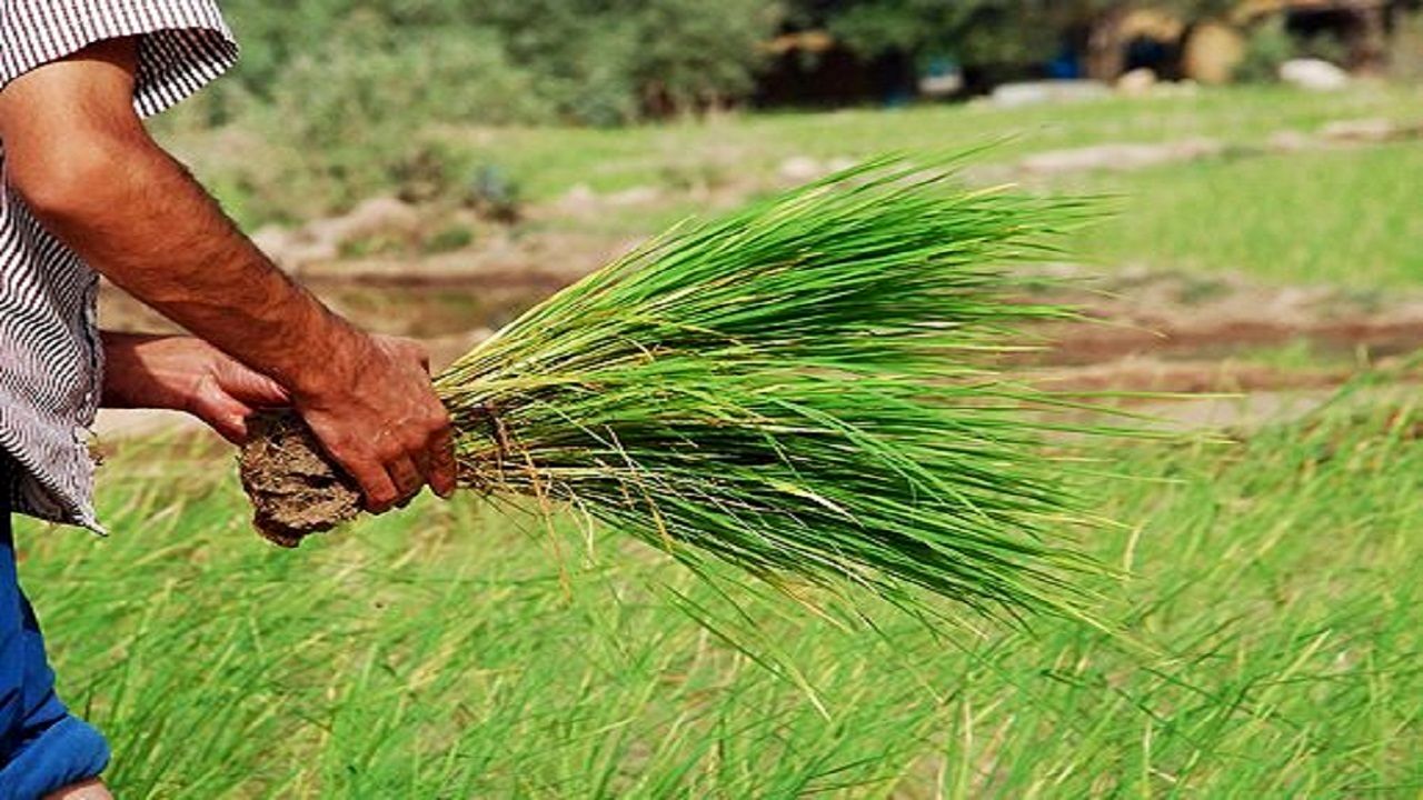 کاهش کشت شلتوک در استان خوزستان