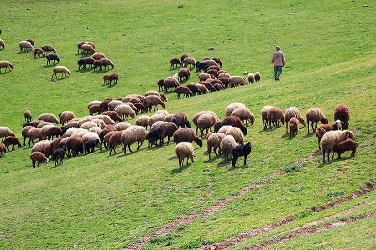  ۱.۸میلیون راس دام سبک در اختیار عشایر استان آذربایجان‌غربی است