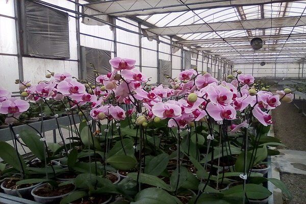 تولید ۱۶ میلیون شاخه گل ارکیده در استان گیلان