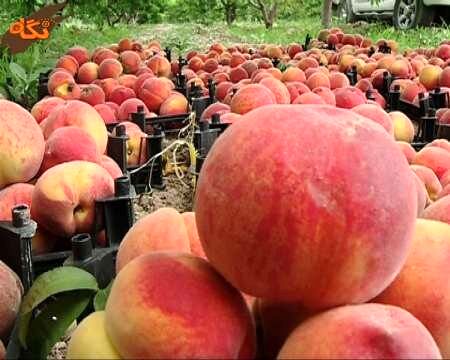 نیمی از محصول هلوی استان لرستان در برجورد برداشت می‌شود