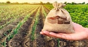رشد ۱۷۲ درصدی پوشش بیمه‌ای محصولات کشاورزی در استان خراسان شمالی
