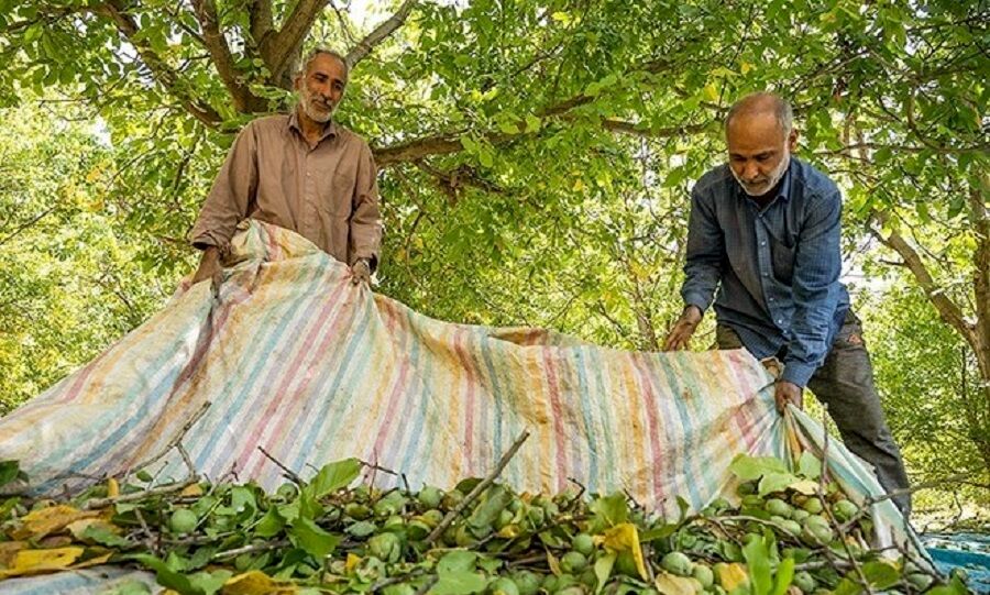 جشن شکرگزاری گندم در ملایر برگزار می‌شود / پیش‌بینی برداشت ۱۲ هزار تن گردو و بادام