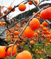 آغاز برداشت خرمالو در استان قزوین