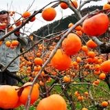 آغاز برداشت خرمالو در استان قزوین
