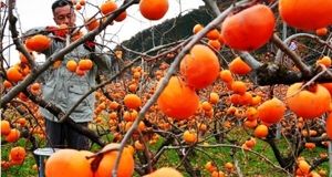 آغاز برداشت خرمالو در استان قزوین