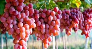ایران، هشتمین تولید کننده انگور در جهان است