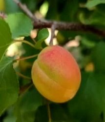 آغاز برداشت زردآلو از باغات چهارمحال و بختیاری