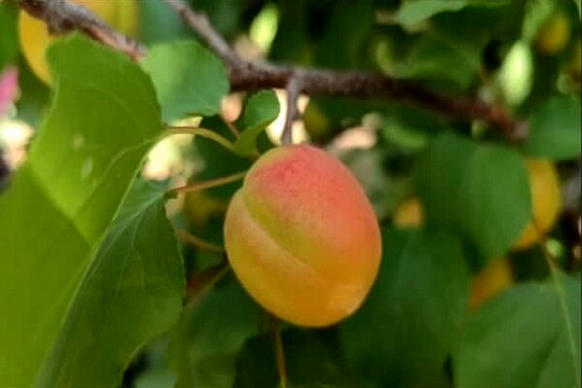 آغاز برداشت زردآلو از باغات چهارمحال و بختیاری