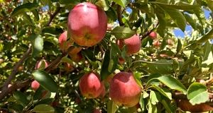 تولید سالانه ۲۴۰ هزار تن سیب در سپیدان