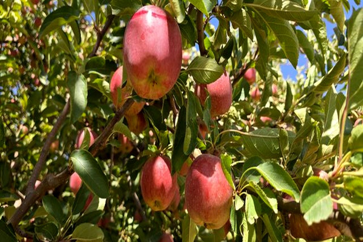 پیش‌بینی برداشت ۸۰ هزار تن سیب درختی در استان چهارمحال و بختیاری