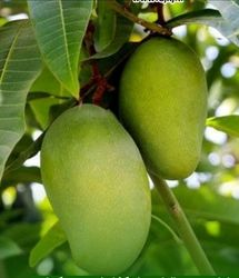 اعلام شرایط واردات انبه از کشور کنیا