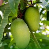 اعلام شرایط واردات انبه از کشور کنیا