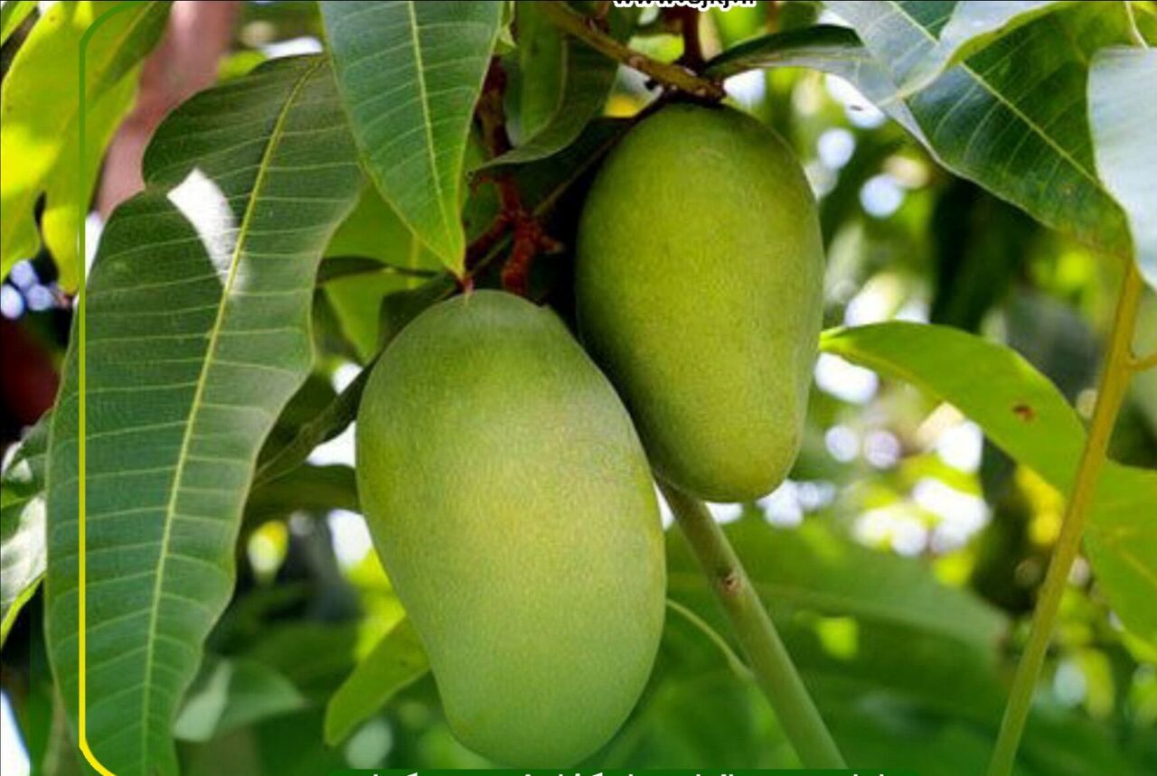 اعلام شرایط واردات انبه از کشور کنیا