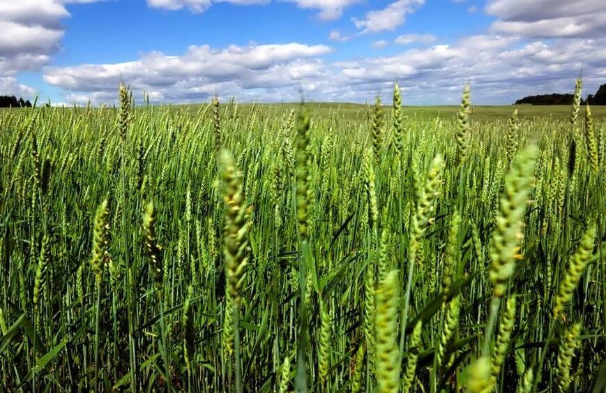 بذر رایگان تریتیکاله برای کشاورزان استان آذربایجان‌غربی
