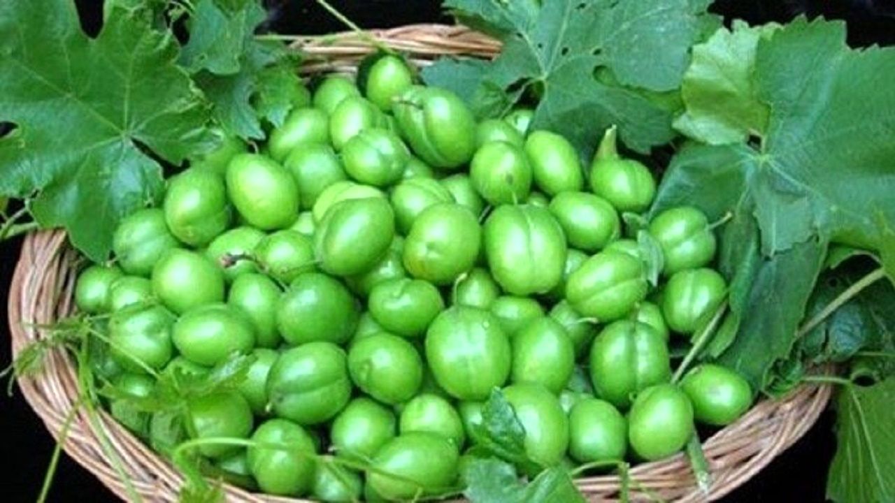پیش‌بینی برداشت ۴۰۰ تن گوجه سبز در استان گلستان