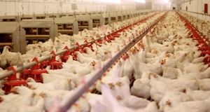 رشد ۲۴ درصدی جوجه ریزی در استان هرمزگان