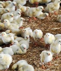جوجه ریزی مرداد به ۱۴۳ میلیون قطعه خواهدرسید