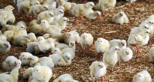 جوجه ریزی مرداد به ۱۴۳ میلیون قطعه خواهدرسید