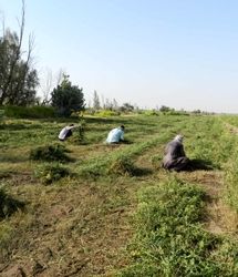 برداشت ۱۶ هزار تن حنا در استان سیستان و بلوچستان