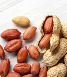 آغاز کشت بادام زمینی در اراضی زراعی استان گیلان
