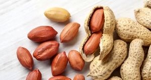 آغاز کشت بادام زمینی در اراضی زراعی استان گیلان