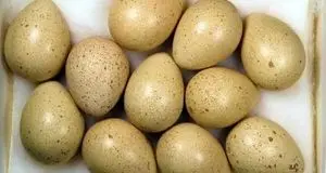 اعلام قیمت جدید انواع بسته بندی تخم کبک