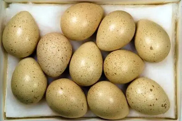 اعلام قیمت جدید انواع بسته بندی تخم کبک