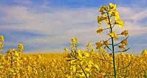 خرید ۱۷ هزار تن دانه روغنی کلزا در استان ایلام