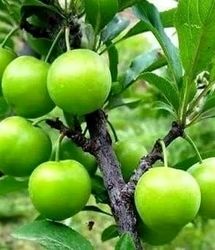 پیش بینی برداشت بیش از ۱۶ هزار تن آلوچه در استان گیلان