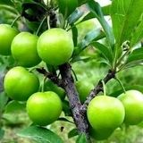 پیش بینی برداشت بیش از ۱۶ هزار تن آلوچه در استان گیلان