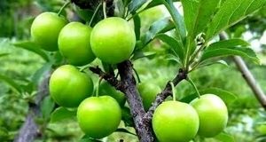پیش بینی برداشت بیش از ۱۶ هزار تن آلوچه در استان گیلان