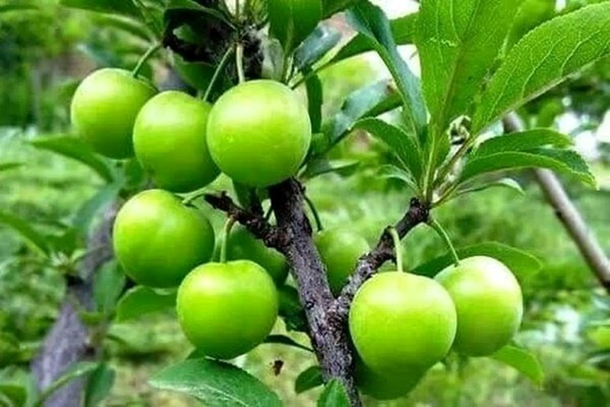 پیش بینی برداشت بیش از ۱۶ هزار تن آلوچه در استان گیلان