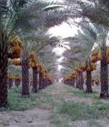 آغاز برداشت رطب از نخیلات منطقه آب شیرینو شهر دالکی از توابع شهرستان دشتستان استان بوشهر