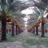 آغاز برداشت رطب از نخیلات منطقه آب شیرینو شهر دالکی از توابع شهرستان دشتستان استان بوشهر