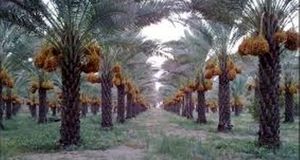 آغاز برداشت رطب از نخیلات منطقه آب شیرینو شهر دالکی از توابع شهرستان دشتستان استان بوشهر