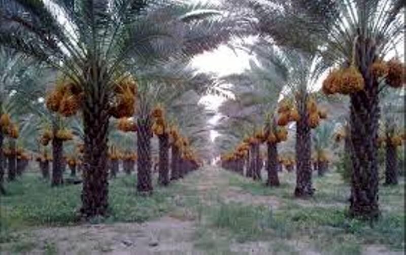 آغاز برداشت رطب از نخیلات منطقه آب شیرینو شهر دالکی از توابع شهرستان دشتستان استان بوشهر
